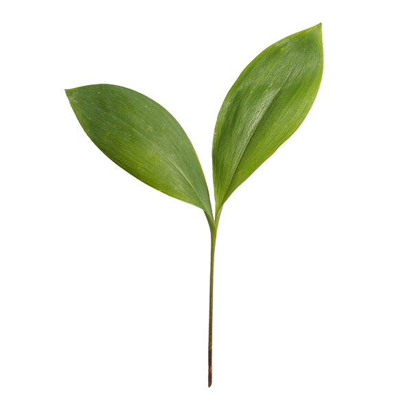 Leaf