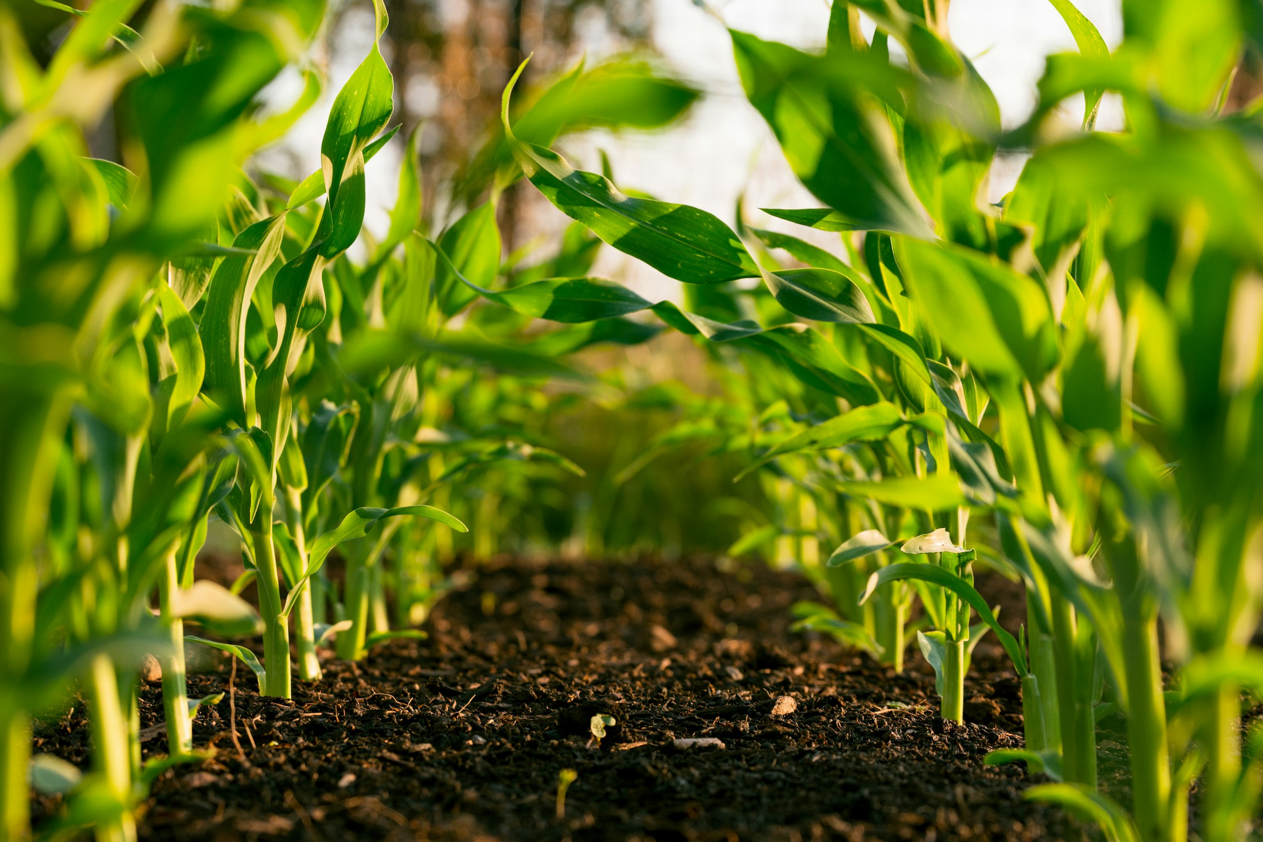 Farmbot